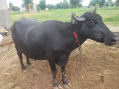 livestock / buffalo / kundi