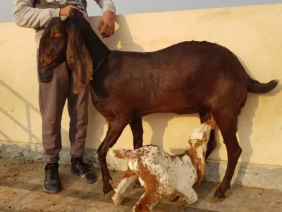 livestock / goat/ beetal