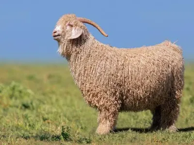 Livestock / Goat/any breed