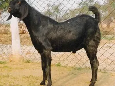 Livestock / Goat / Beetal