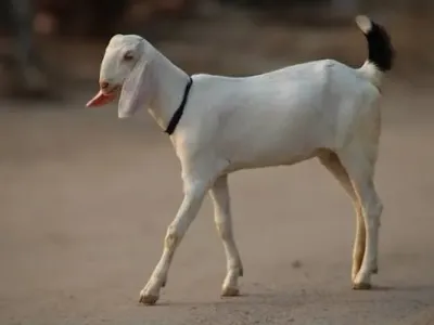 Livestock / Goat / Gulabi