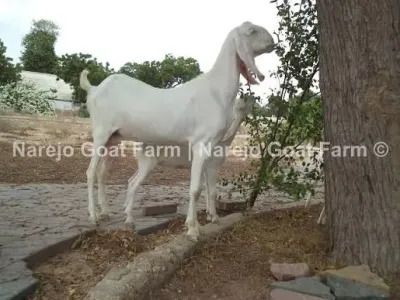 Livestock / Goat / Rajanpuri