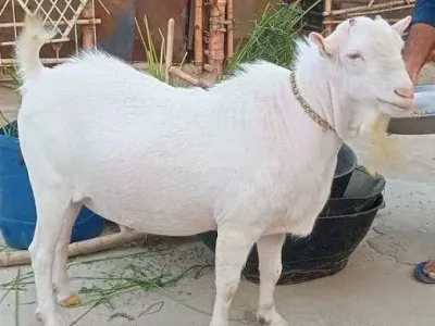 Livestock / Goat / Teddi