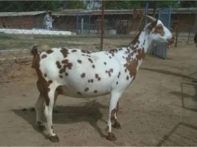 Livestock / Goat / Barbari