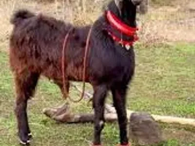 Livestock / Goat / Nachi