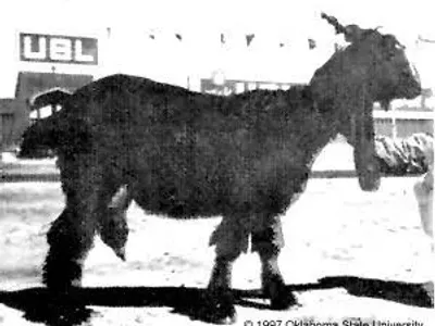 Livestock / Goat / Dera Din Panah