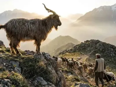Livestock / Goat /Livestock / Khurassani