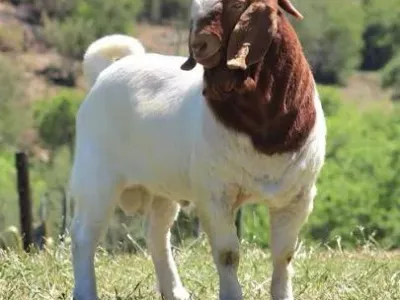 Livestock / Goat/ Pateri