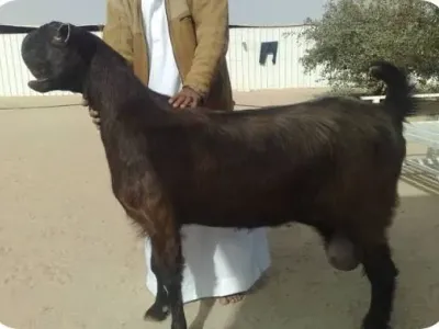 Livestock / Goat / Damascus (Shami)
