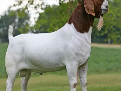 Livestock / Goat / Boer