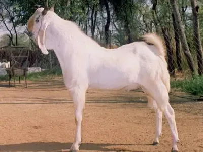 Livestock / Goat / Jamnapari