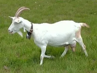 Livestock / Goat / Saanen