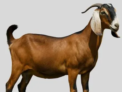 Livestock / Goat / Anglo-Nubian