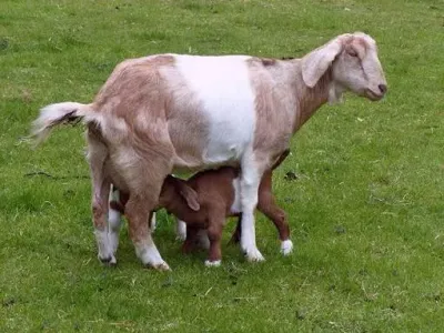 Livestock / Goat / Cross Breed