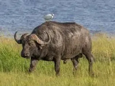 Livestock / Buffalo