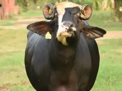 Livestock / Buffalo / Nili-Ravi