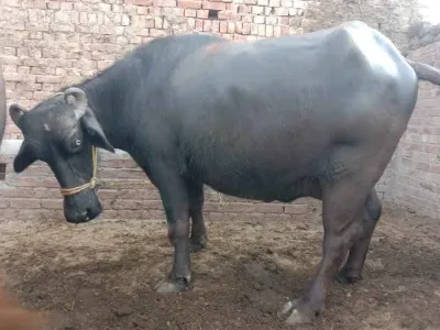 Livestock / Buffalo / Kundi