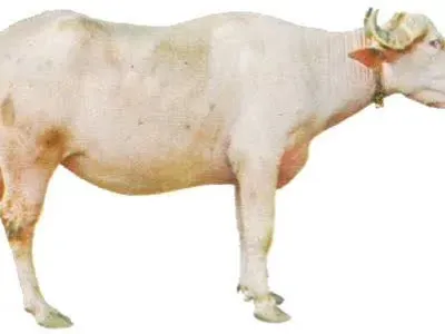 Livestock / Buffalo / Azi Kheli