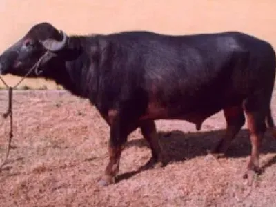 Livestock / Buffalo / Bhadawari